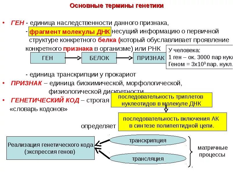 Ген генотип наследственность. Термины по генетике 10-11 класс. Генетика основные понятия. Основные термины в генетике. Генетика основные пония.