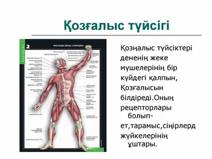 Тік күйдегі мүше