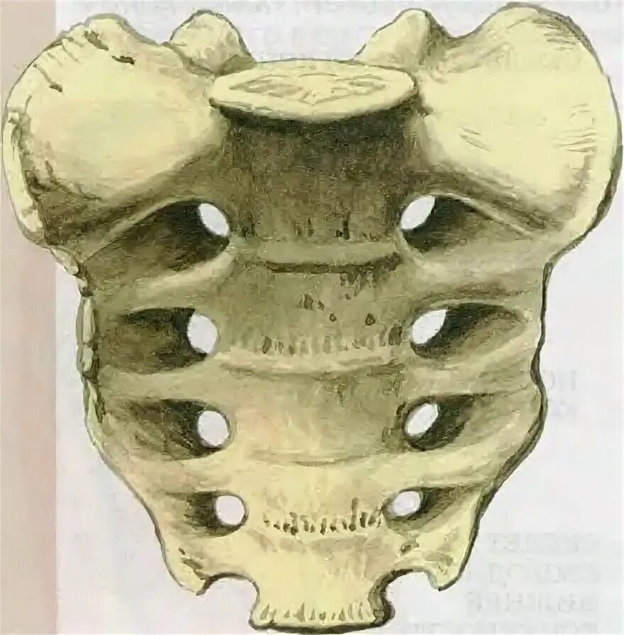 Крестец анатомия скелет. Синостоз крестца. Крестец и копчик анатомия человека. Кости крестец анатомия человека.