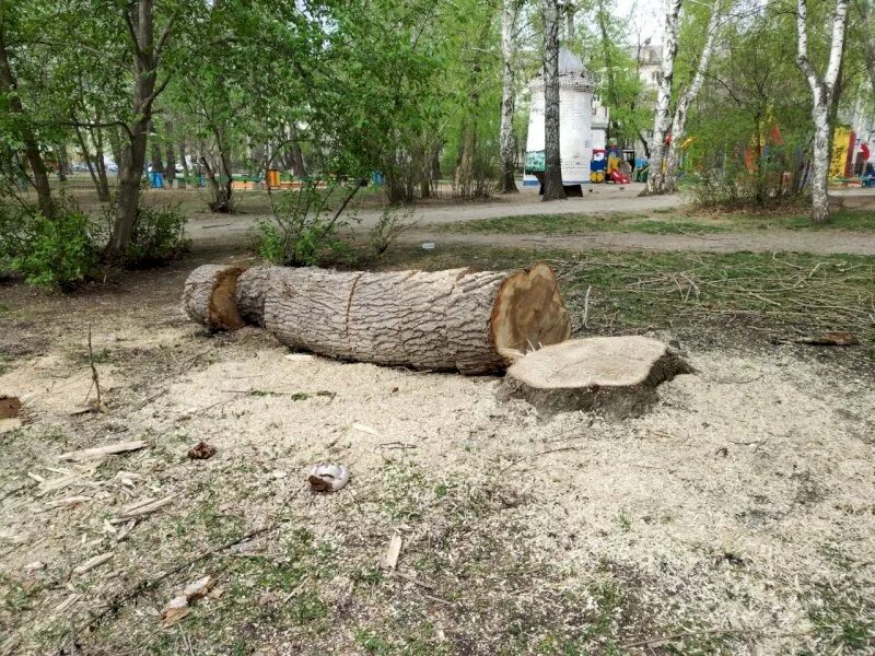 Вырубка деревьев. Сквер Попова Екатеринбург. Вырубка деревьев фото. Вырубка леса для площадки.