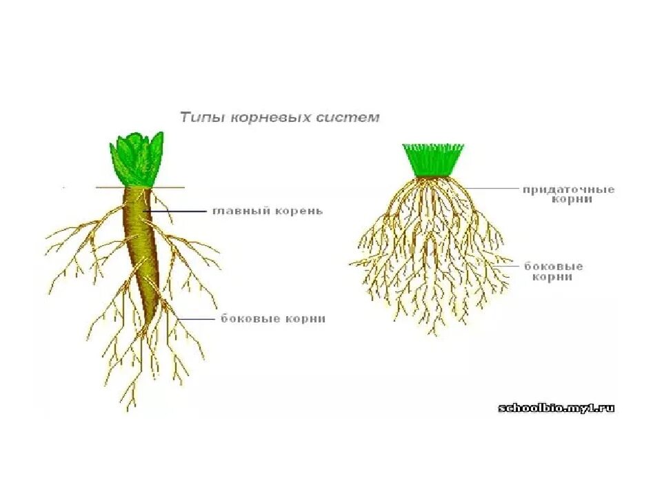 Строение мочковатой корневой. Строение мочковатого корня. Строение мочковатого корня растения. Стержневая и мочковатая корневая система. Корень имеет рост