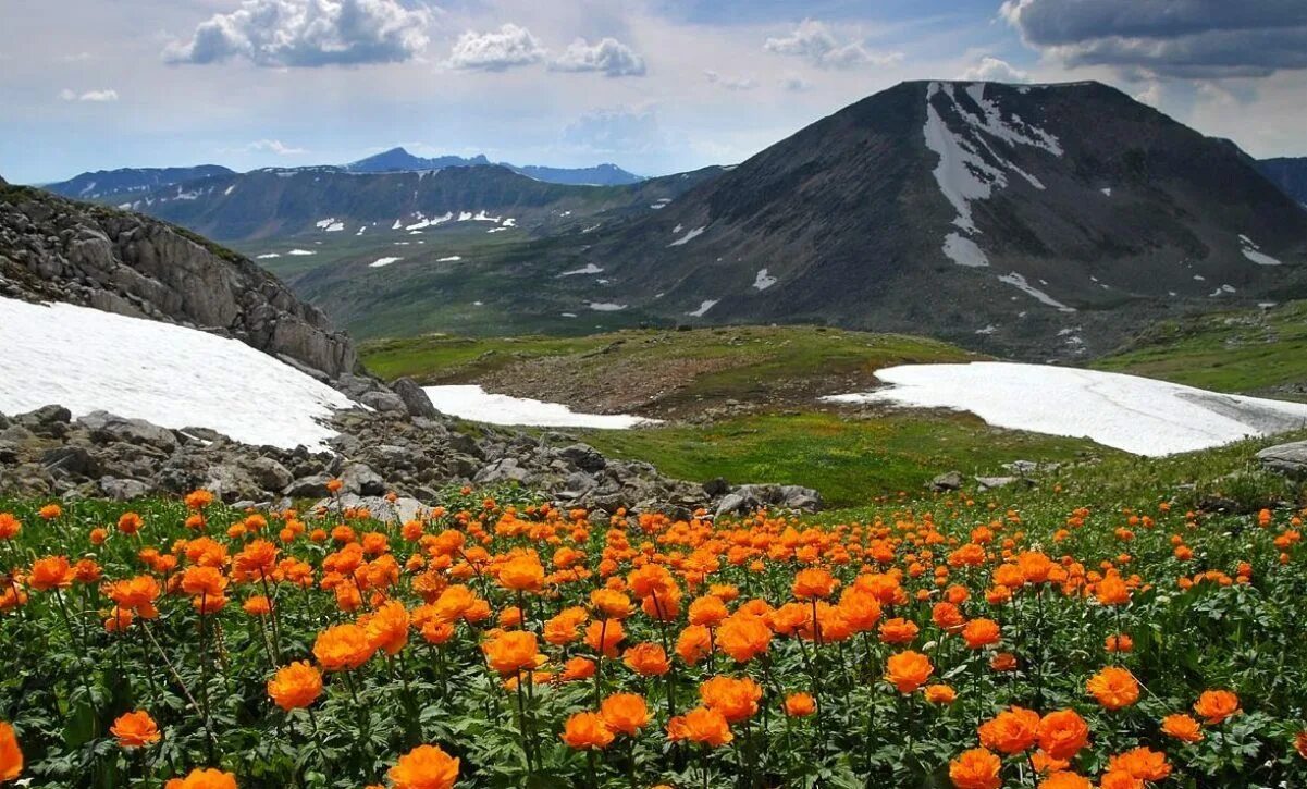 высокогорные цветы горного алтая. цветы горного алтая. растения первоцветы горного алтая. горный цветок медео. цветы горного алтая.