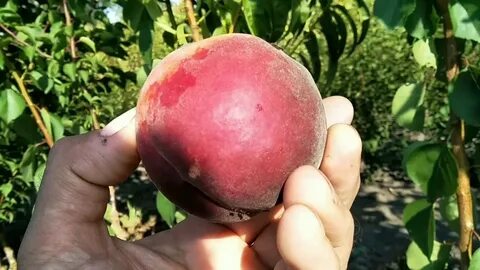 Персик роял маджестик