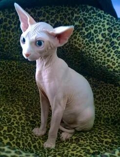 Египетские кошки лысые