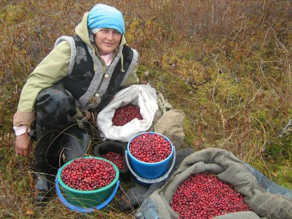 Какая хозяйственная деятельность в тайге. Собирательство ягод. Сбор ягод. Собирать ягоды. Сбор дикорастущих ягод.