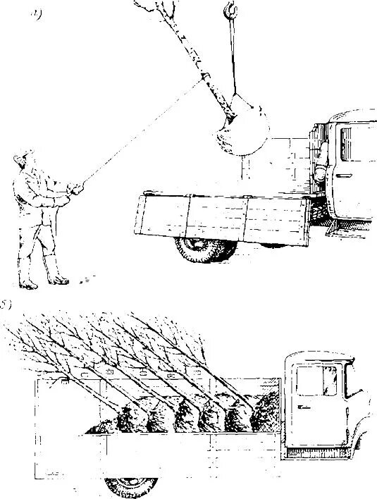 Схема посадки крупномеров. Посадка крупномерных деревьев схема. Посадка крупномерных деревьев и кустарников с комом. Механизированная посадка деревьев и кустарников. Предлагать способ пересадки деревьев
