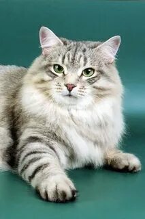 Сибирская кошка сайт