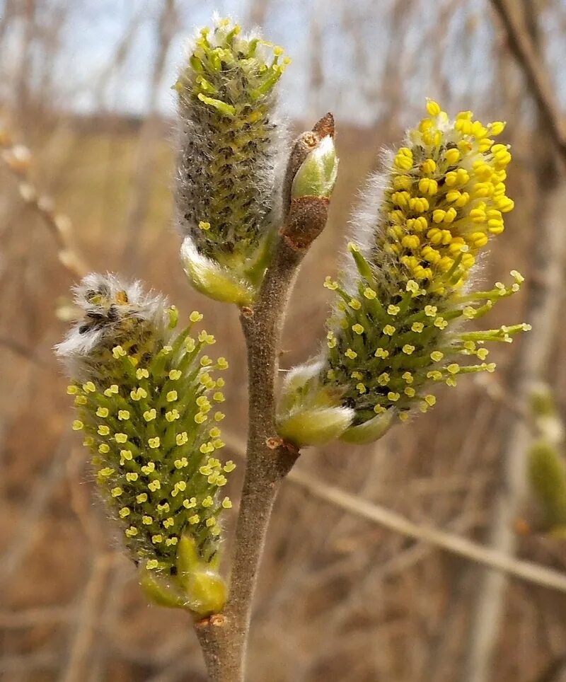 Salix cinerea соцветия. Тычиночные цветки ивы. Ива пепельная цветение. Ива серая соцветия. Что является частью мужского растения ивы