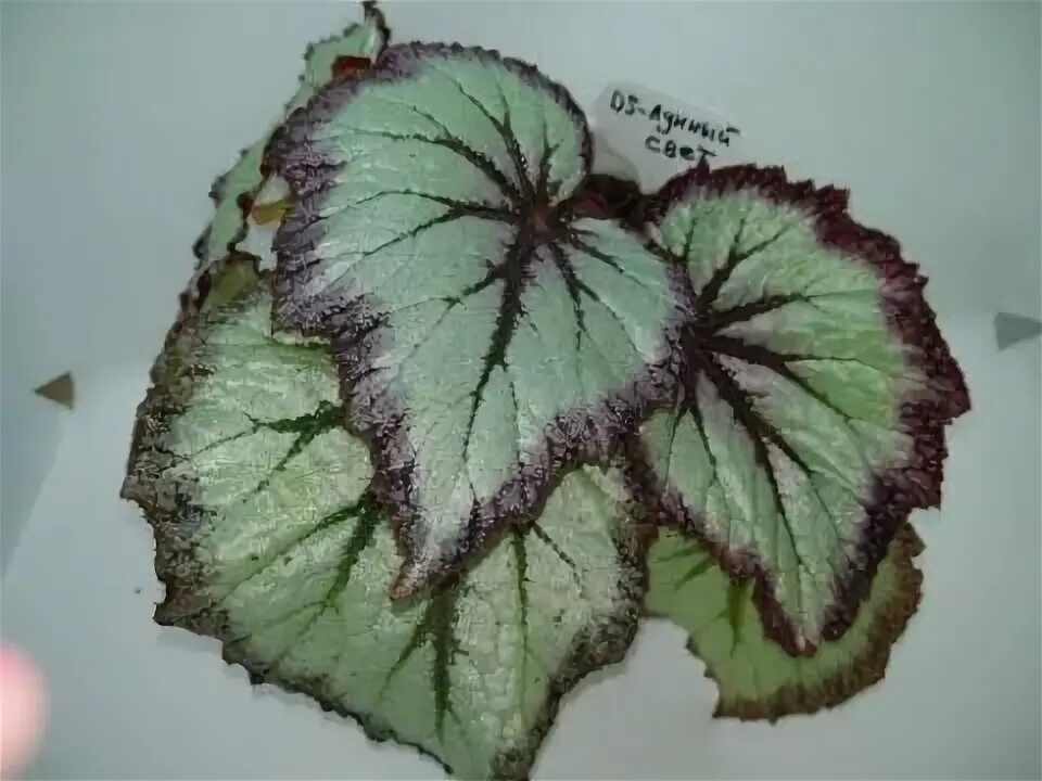 Бегония СВ-Шуя - Land Flowers