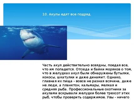 Факты о акулах