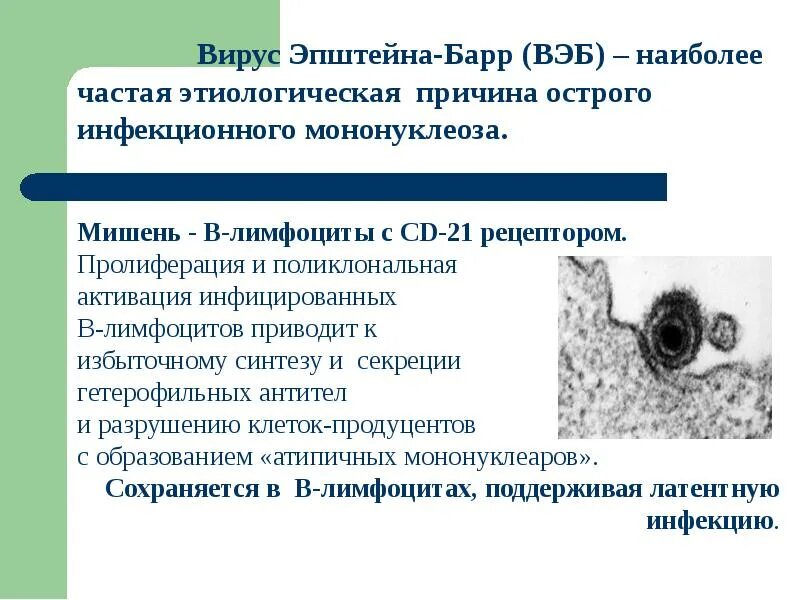 Вэб вирус Эпштейна Барр. Эпштейн-Барра –инфекция вызывается. Инфекционный мононуклеоз (вэб, вирус Эпштейн-Барр). Инфекционный мононуклеоз лимфоциты. Epstein barr virus ebna