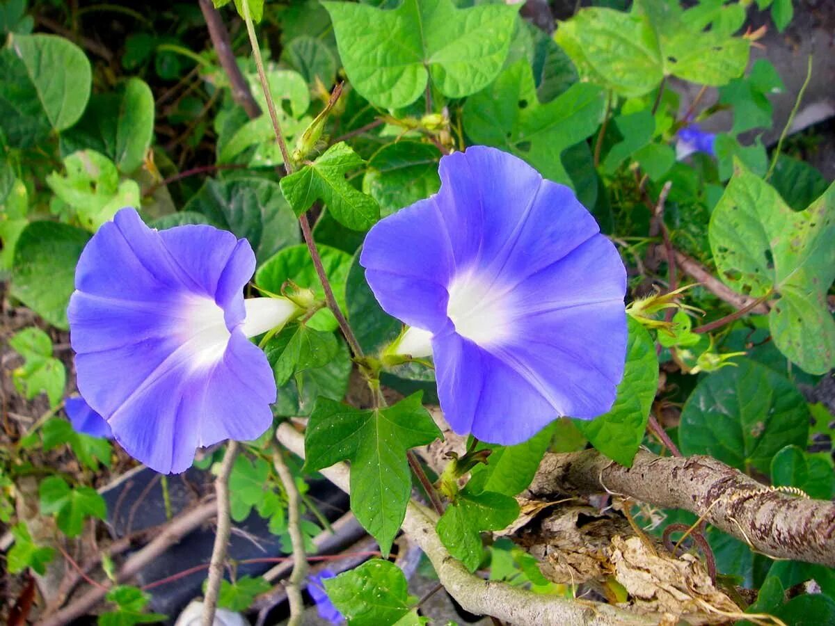 Ипомея пикоти синяя. Вьюн ипомея фото. Ипомея пурпурная. Ипомея пикоти синяя. Вьюнок ипомея пурпуровая.