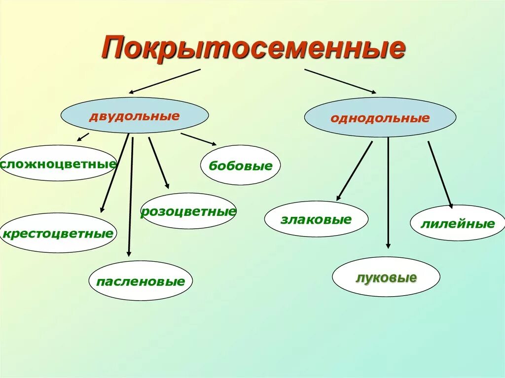Семейства класса Двудольные