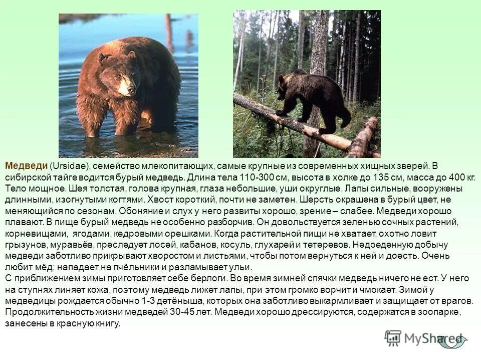 Картинка медведя с описанием. Естественные враги белого медведя. Линька медведя. Защищается от врагоабелый медведь. Описание медведя.