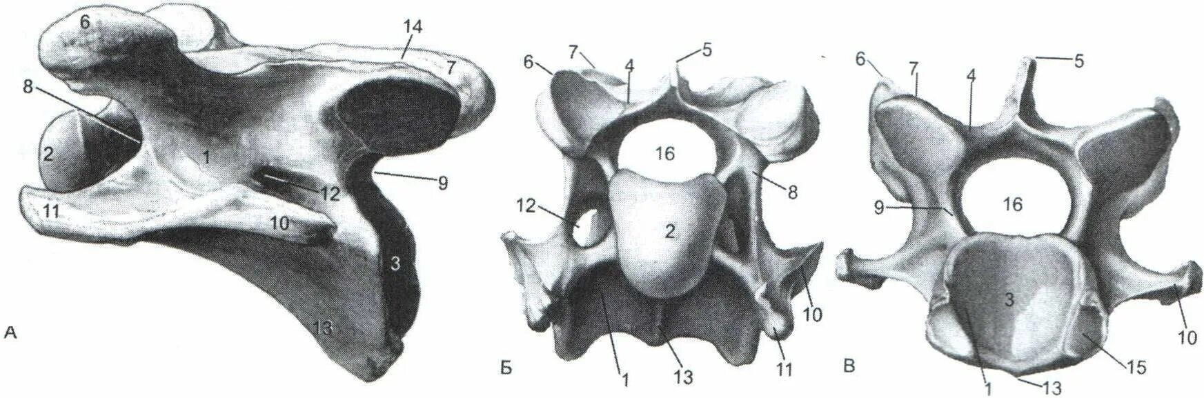 Позвонки лисицы вид спереди. Строение грудного позвонка лошади. Второй шейный позвонок животных. 1 шейный позвонок атлант крс. Эпистрофей осевой позвонок у животных.
