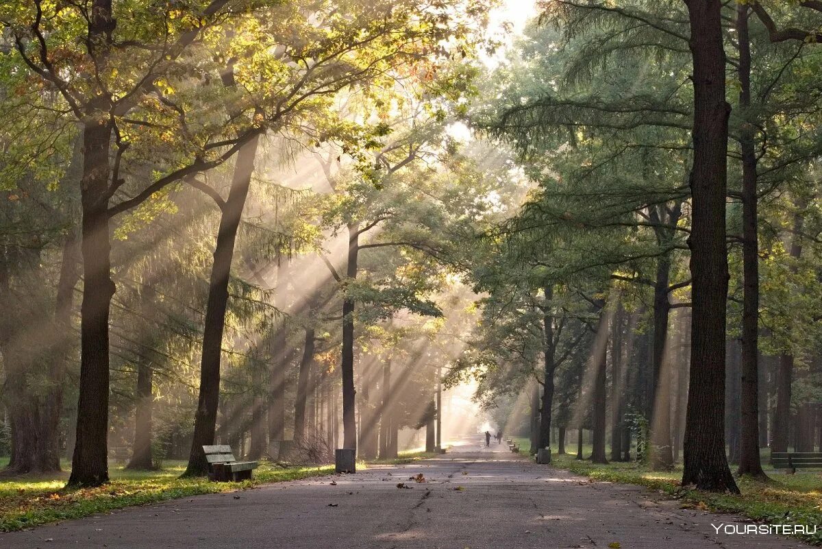 Солнечное утро в парке. Летний парк. Утро в парке. Утро в парке. Фон раннее утро в парке.