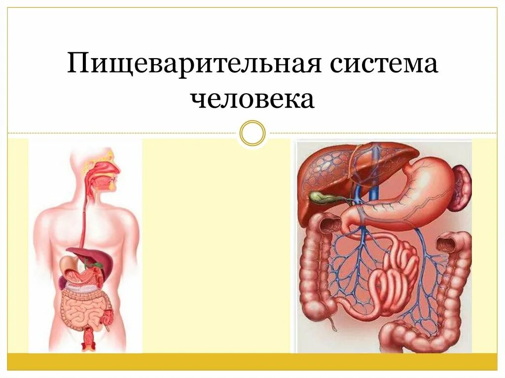 Порядок расположения органов пищеварительной системы Пищеварение 1 Функциональная система пищеварения Пищеварение в ротовой полости П