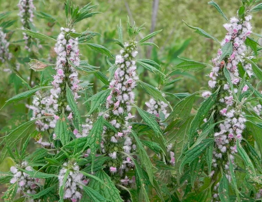 Пустырник Leonurus. Пустырник пятилопастный (Leonurus quinquelobatus). Пустырник сердечный (Leonurus cardiaca). Пустырник сизый. Как выглядит катнеп