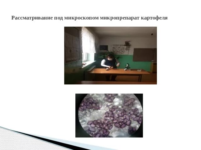 Исследовательский проект "Мир под микроскопом"