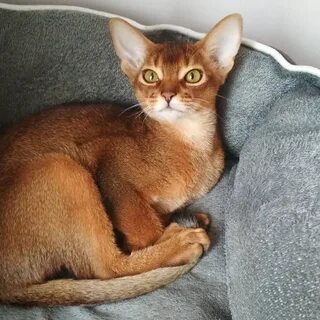 Абиссинские котята