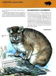 Какие животные на ю