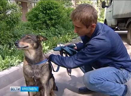 Собак ярославль