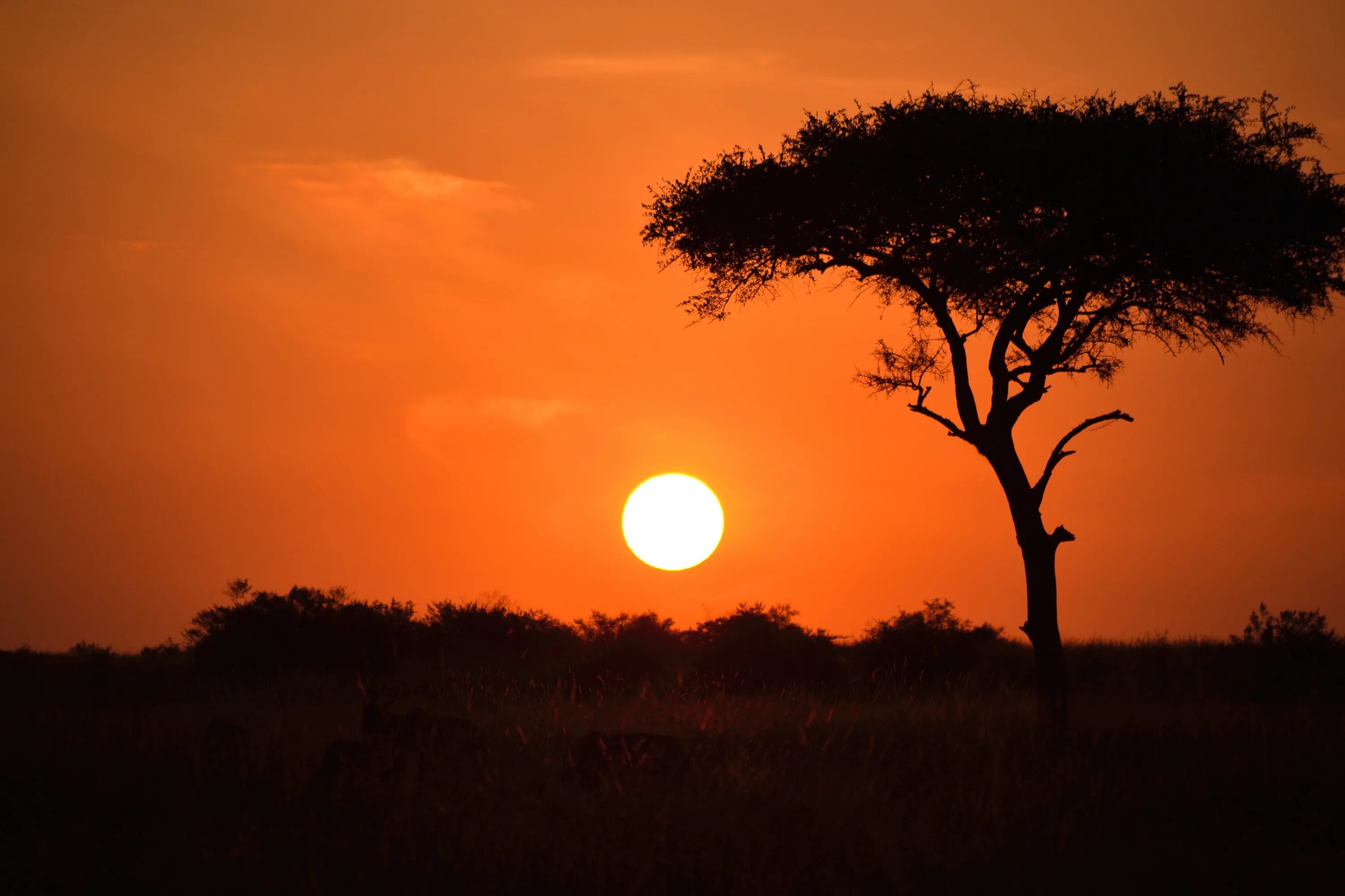 Каждое утро в африке. Африканский пейзаж. Закат в саванне. Африканские деревья. Закат в Африке.