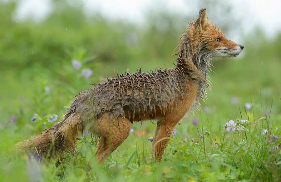 Заяц беляк линька. Лиса летом облезлая. Рыжий длинношерстный сибирский кот. Шерстка летом. Новое животное.