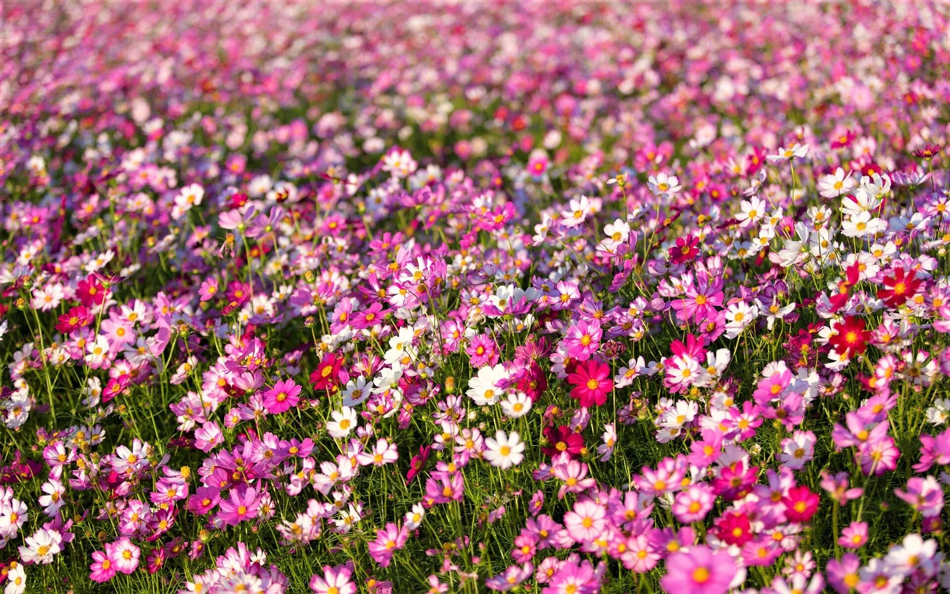 Поле цветов во сне. Космея поле. Поле цветы космея. Луговые цветы космея. Поля космеи в Корее.