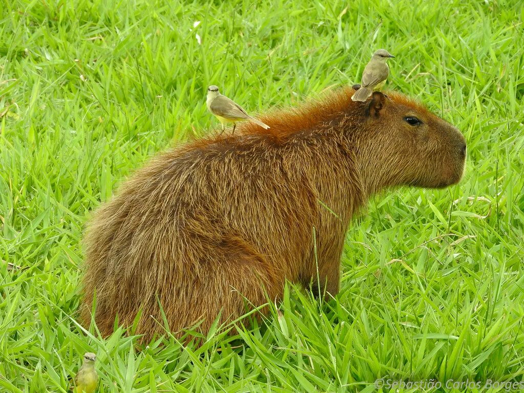 Капибара и морская свинка. Австралийская капибара. Шутки про капибар. Капибары обнимаются. Капибара и нутрия разница фото.