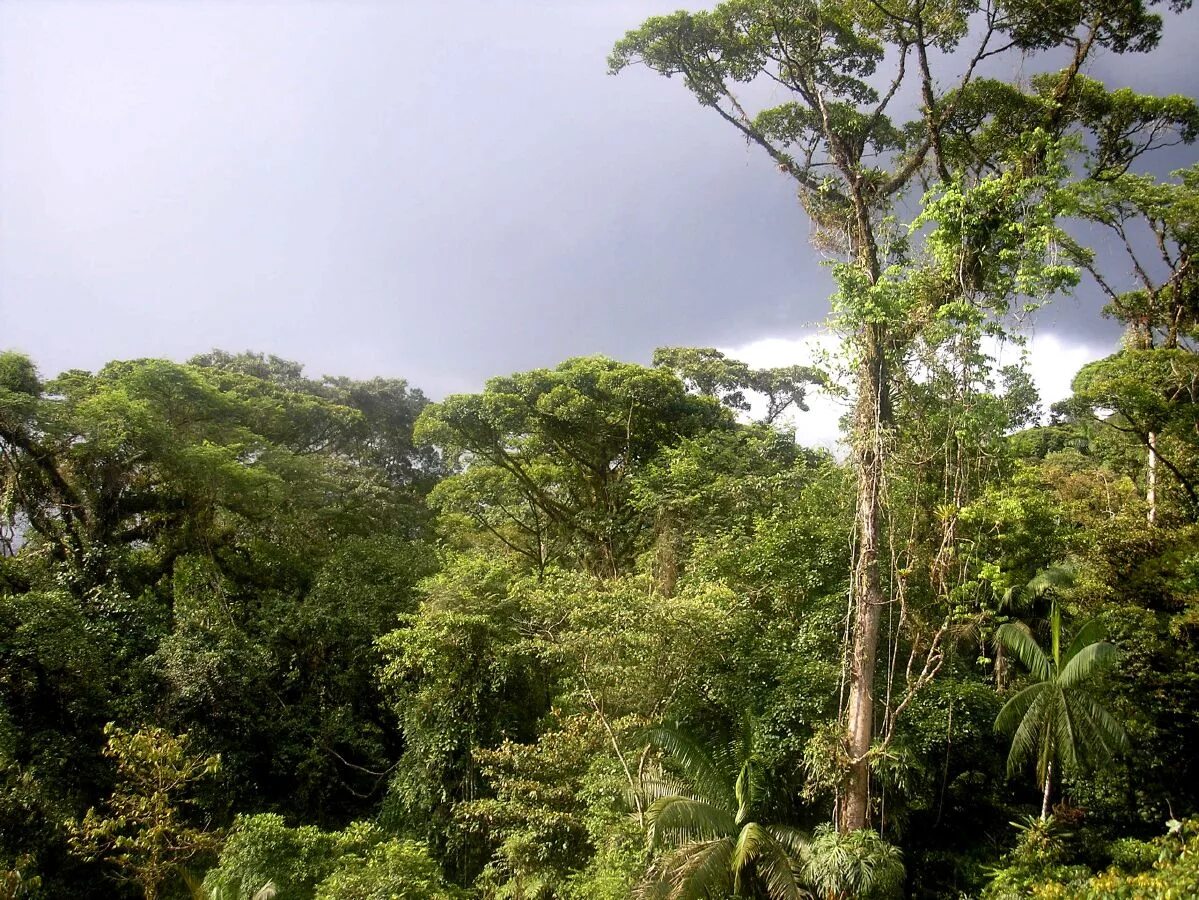 Люди живущие в экваториальном климате. Гилея Южной Америки это. Гилея в Африке. Растительность сельвы в Южной Америке. Влажные тропические леса Южной Америки.
