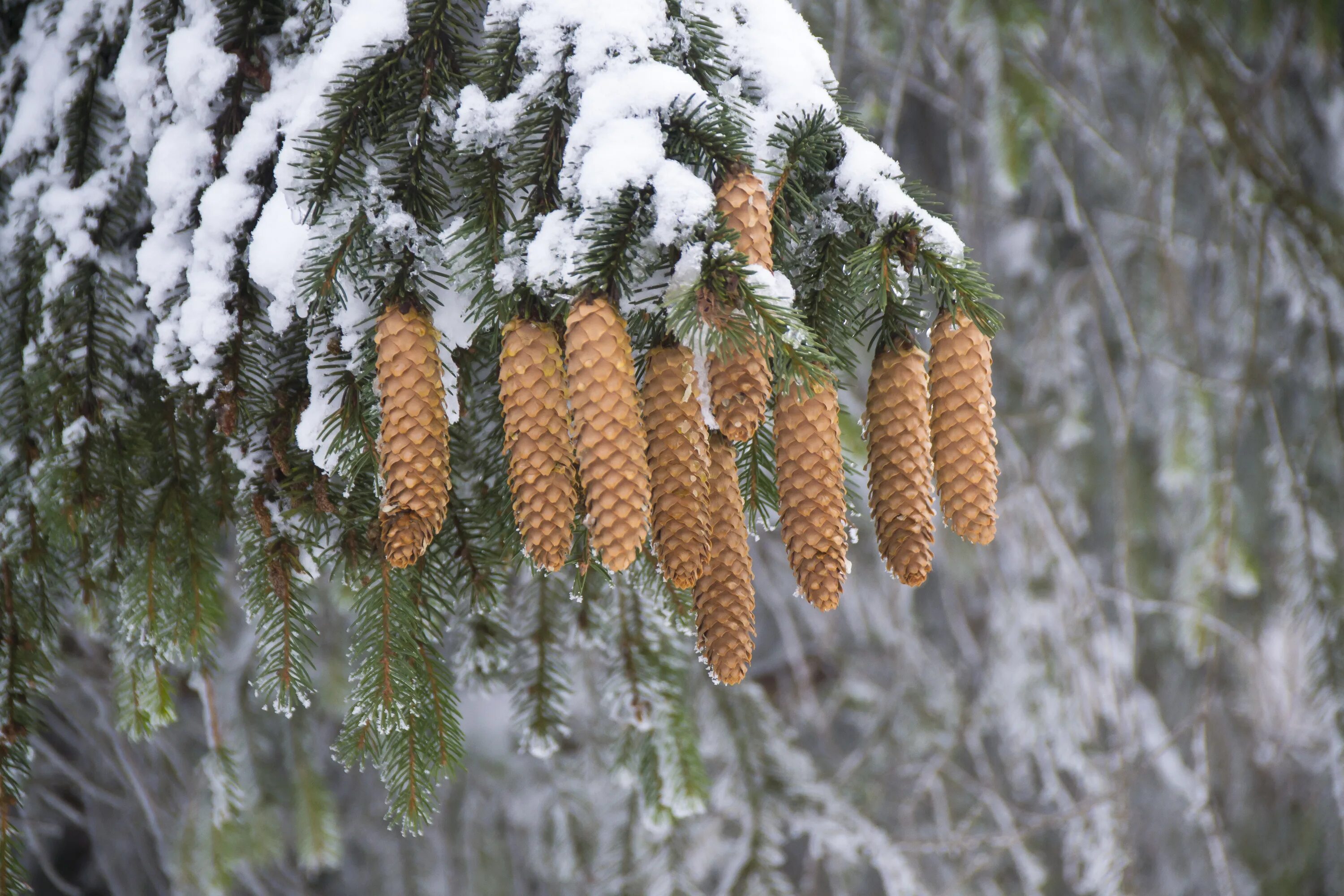 Хвойный лес Аянская ель. Хвойные деревья в снегу. Зимние деревья с шишками. Сосна с шишками зимой.
