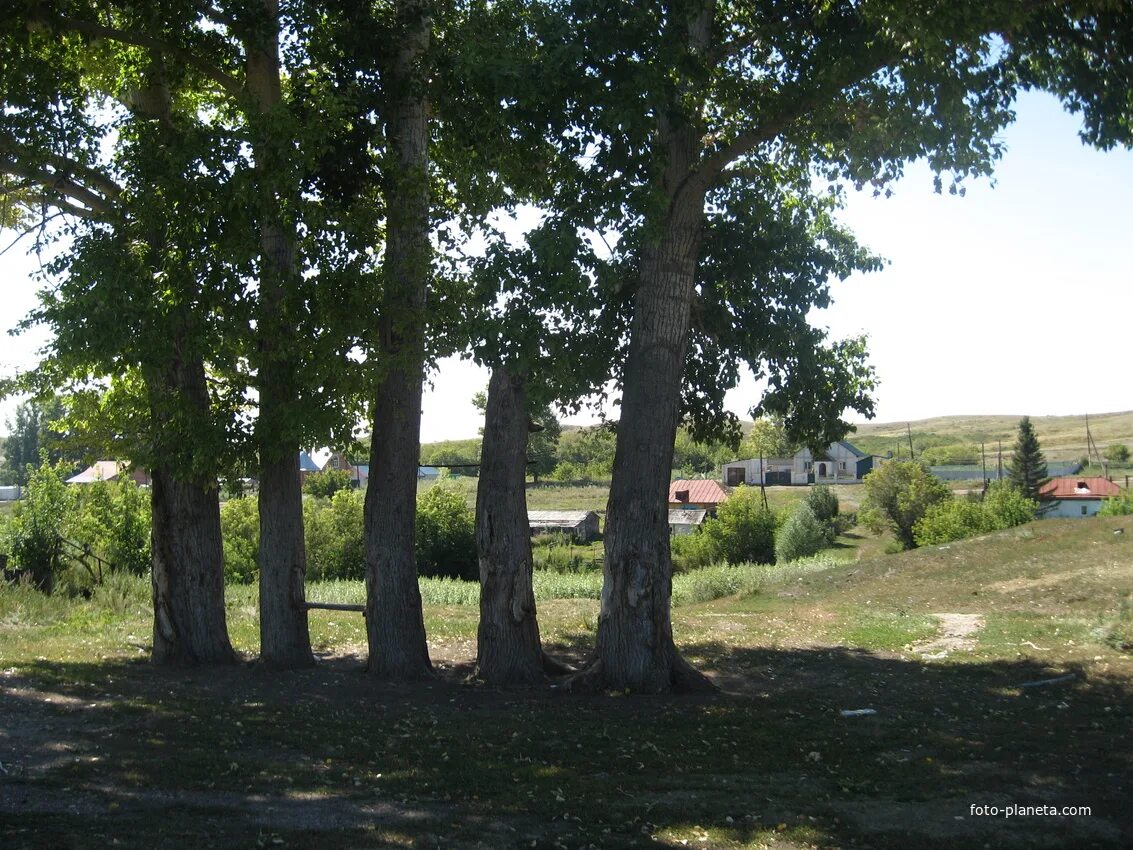 Пятигорск тополя. Клонирование деревьев. Тополь пирамидальный дерево. Пять тополей. Тополь в д.