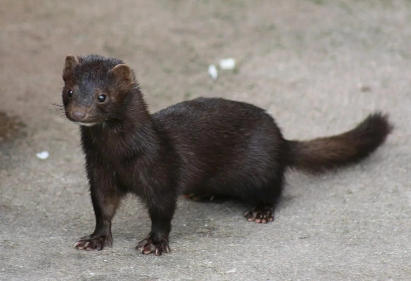 Ласка норка хорёк горностай. Солонгой забайкальский. Горностай (mustela erminea). Длинный зверек. Куница ласка горностай.