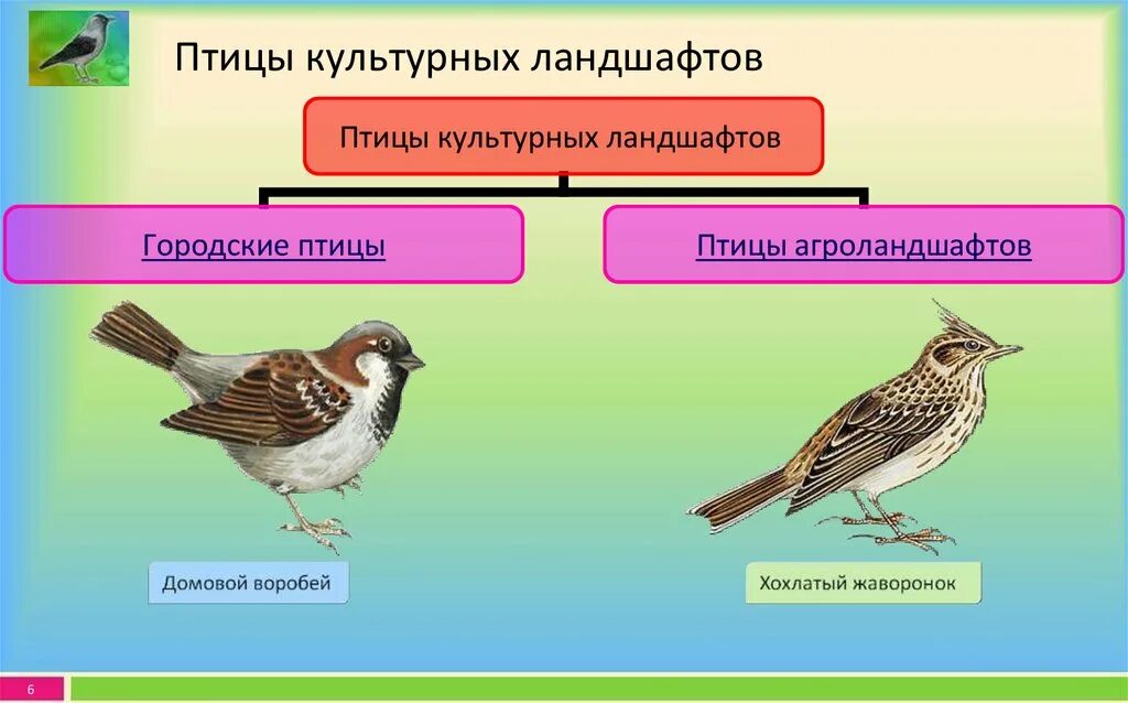 Птицы культурных ландшафтов. Птицы культурных ландшафтов представители. Отряды птиц культурных ландшафтов. Экологические группы птиц птицы культурных ландшафтов. Группы питания птиц