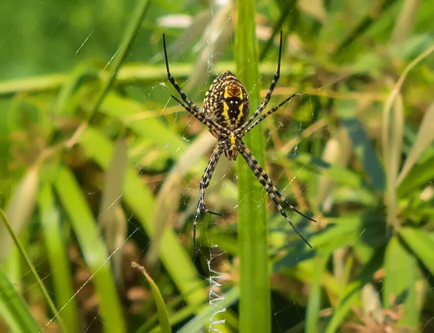 Agriope aurantia (Yellow garden spider), female. Virginia