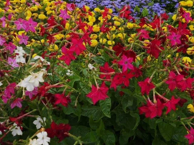 Душистый табак цветы многолетники. Табак однолетник. Табак душистый. Табак тинкербелл душистый. Табак душистый сенсейшн.