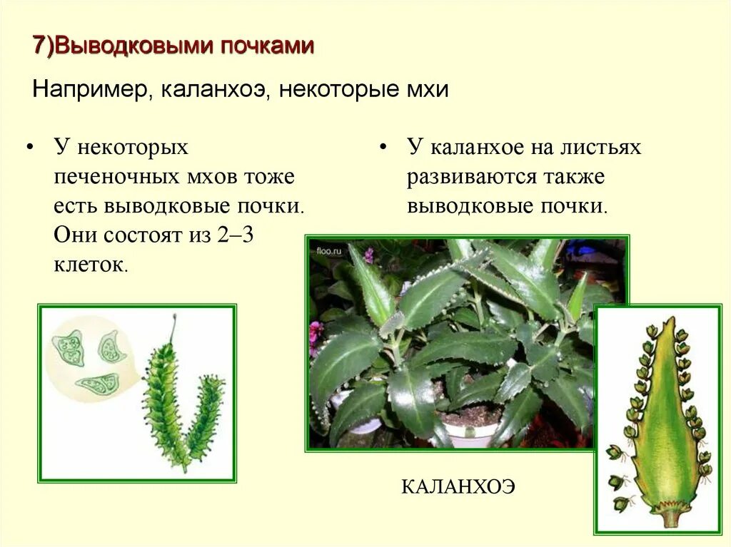 Как называется размножение почками. Выводковые почки каланхоэ. вегетативное размножение выводковыми почками. размножение выводковыми почками. вегетативное размножение выводковыми почками на листьях.