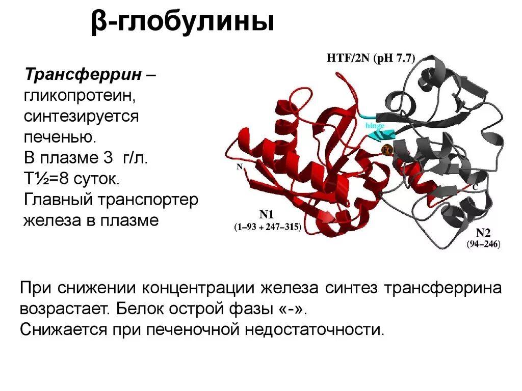 Снижен глобулин. Глобулины структура биохимия. Глобулины строение биохимия. Белки острой фазы трансферрин. Трансферрин строение.