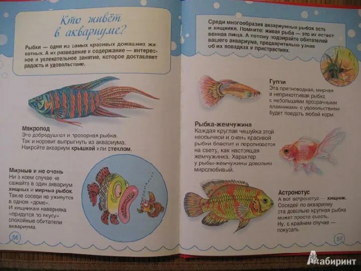 Рассказ о рыбах. Легенда о золотой рыбке. Рыбка это рассказ. Описание рыбки. Рыба клоун доклад 3 класс окружающий мир.