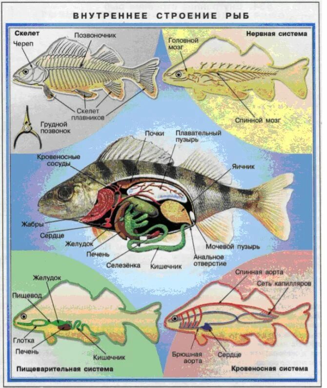 Системы органов рыб внутреннее строение