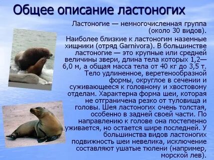 Ластоногие характеристика