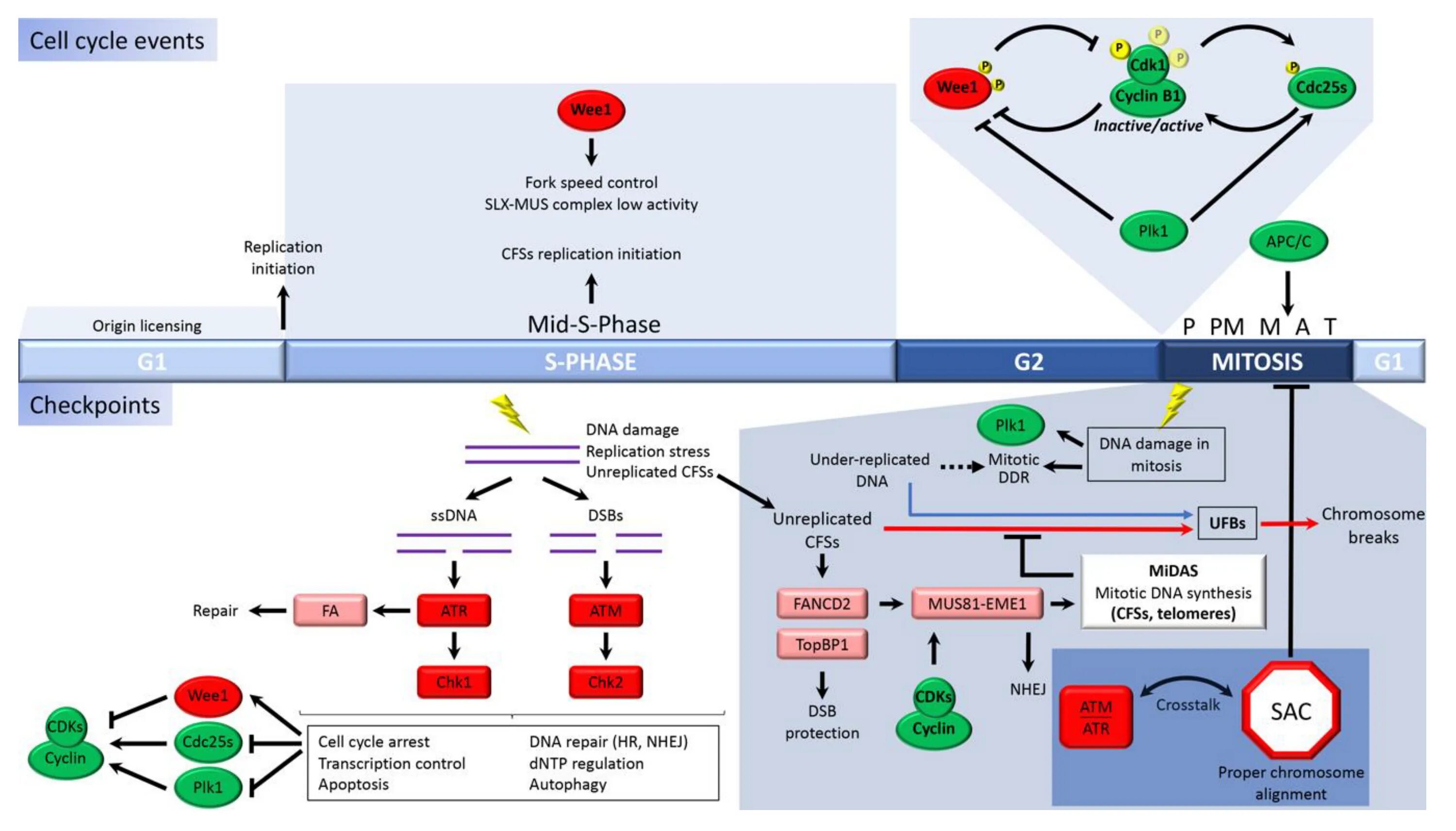 11 б ген. Stk11 Gene. Мутацией Гена stk11. S phase Cell Cycle. Abc11 ген.