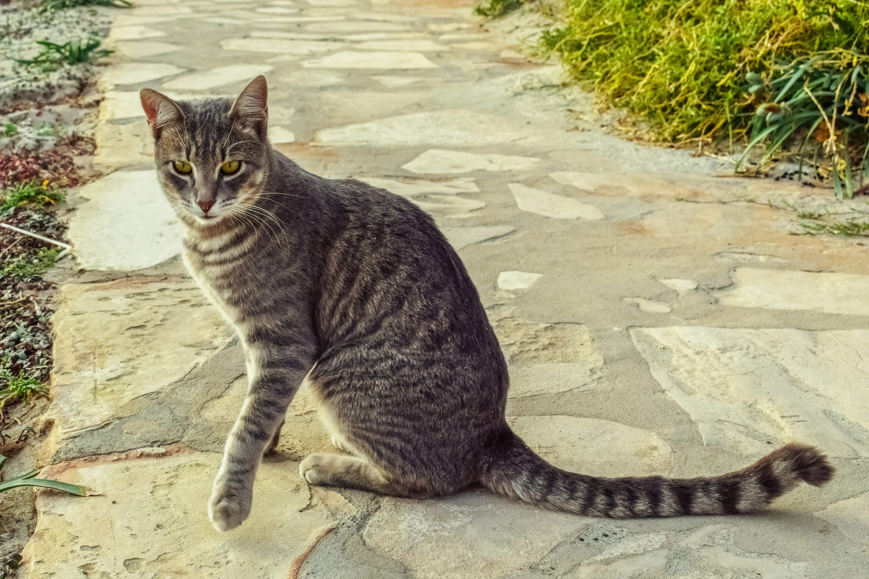 Звуки гуляющих котов. Кошка европейская короткошерстная серая полосатая. Полосатый кот порода табби. Табби макрель полосатый. Азиатская табби кошка.