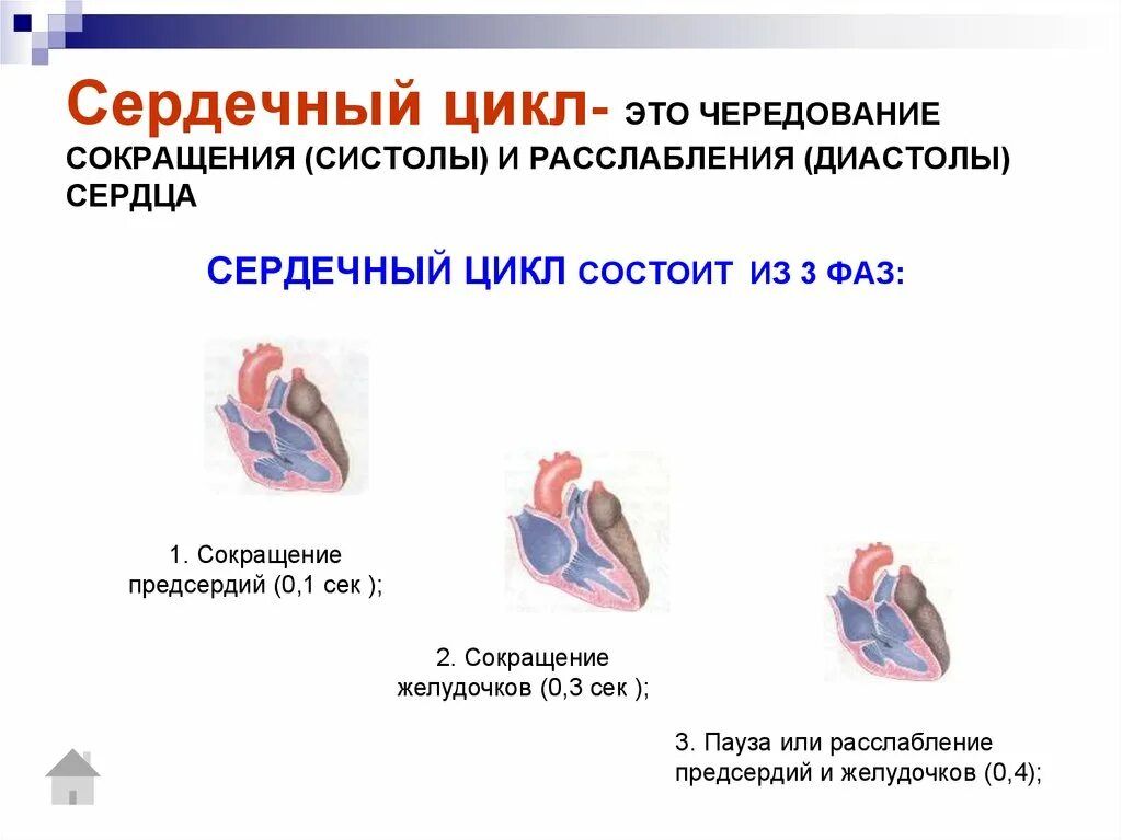 Систола желудочков предсердий и диастола. Цикл сердечной деятельности схема. Систолы желудочков сердечного цикла. Фазы сердечного цикла сокращение предсердий. Сокращение предсердий в сердечном цикле