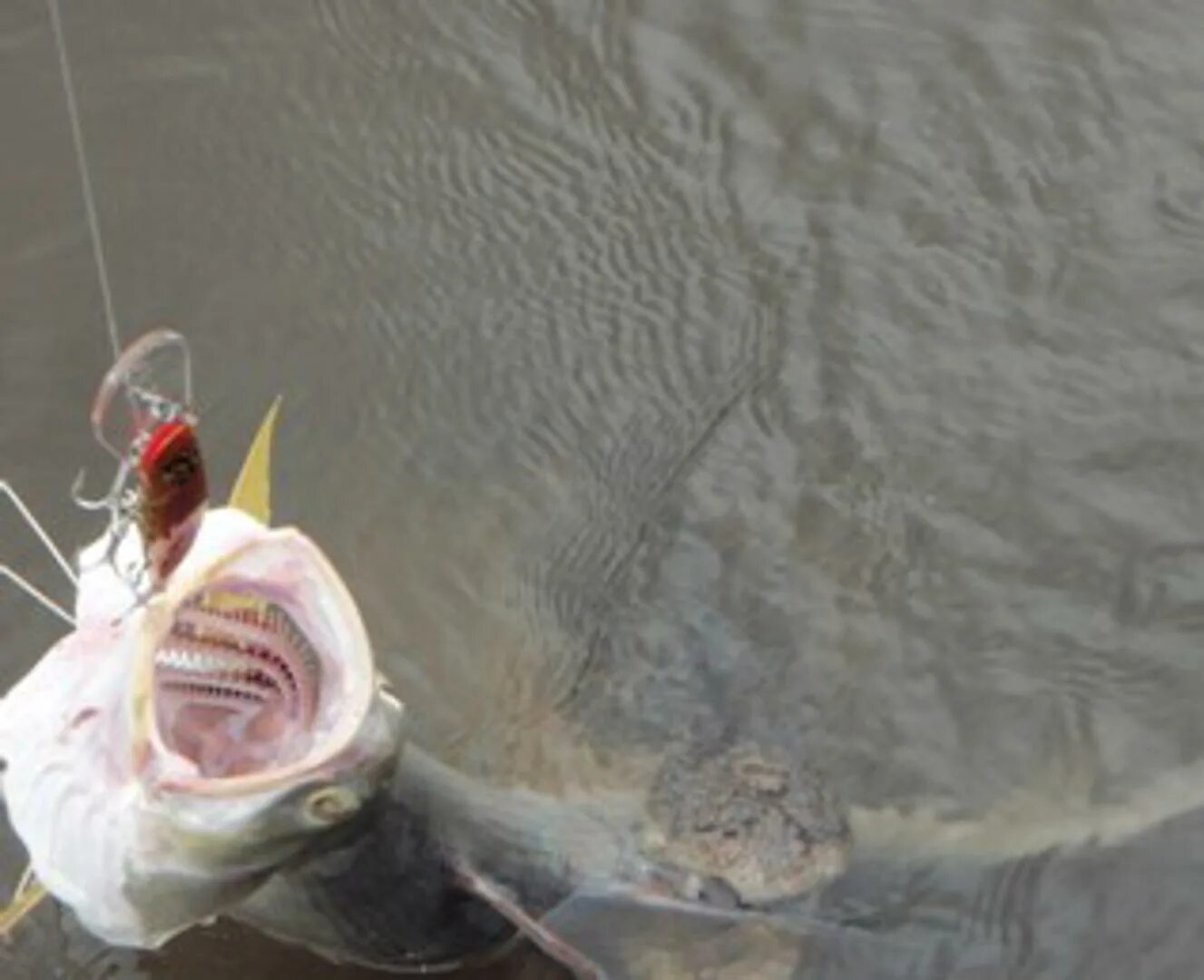 Рыба попалась на крючок. Поймал лосося. Крокодил поймал лосося. Рыба застряла в пластике.