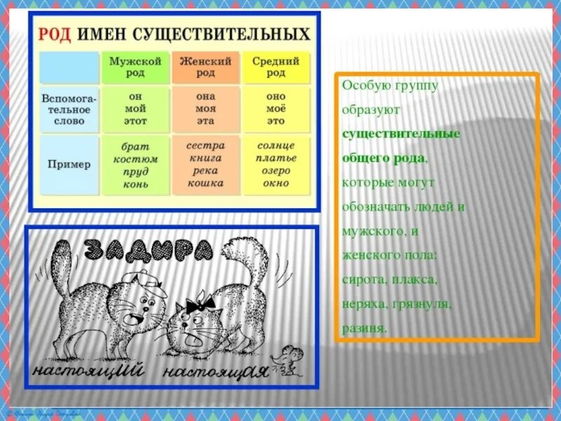 Род имен существительных. Общий род имен существительных. Род имён существительных. Имена существительные общего рода. Род имен существительных схема. Схема какой род