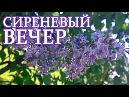 Сереня песня. Сереня песня. Сереня песня. Песня одинокая ветка сирени. Ветка сирени песня.