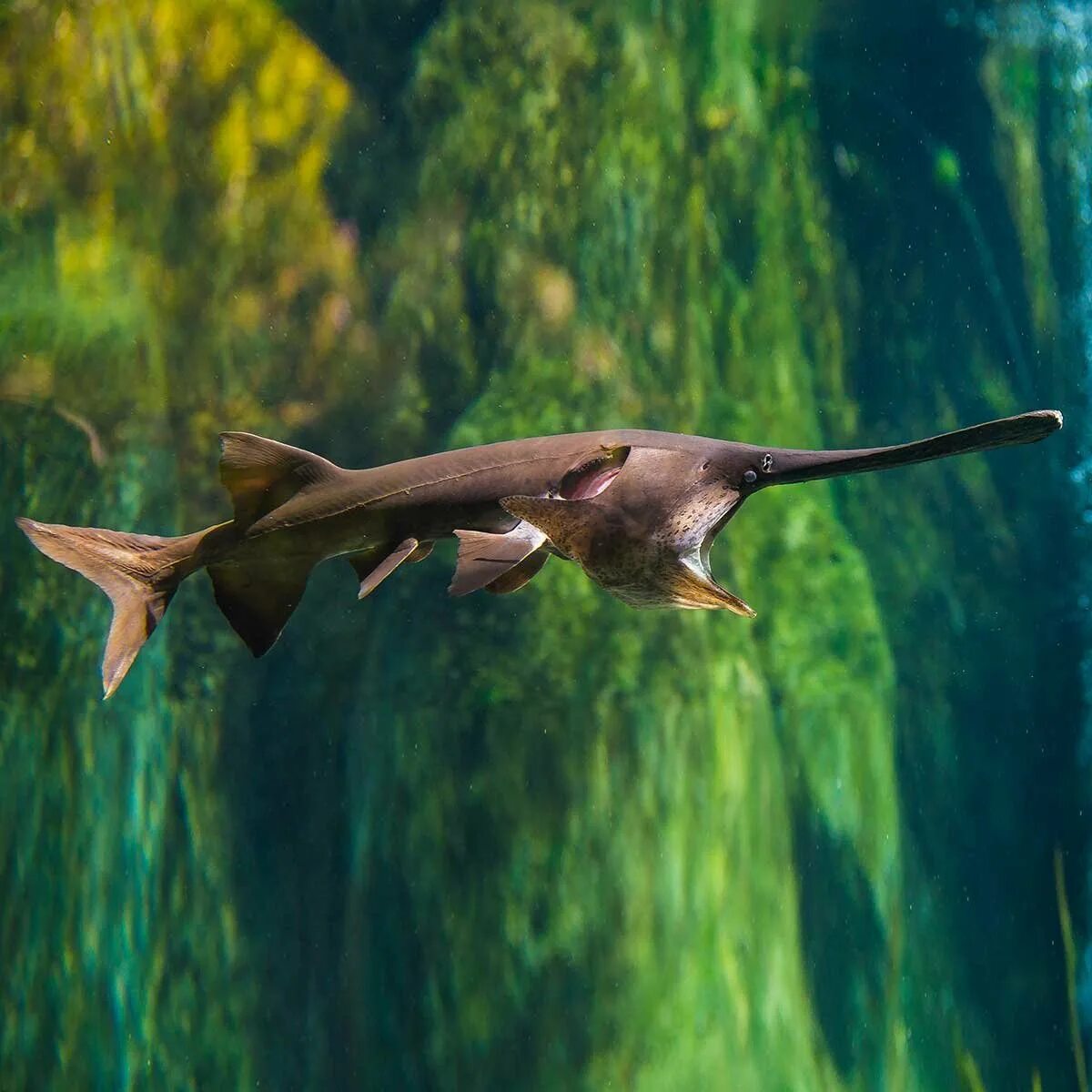 Веслонос (polyodon spathula). Канадский веслоносый осетр. Канадский веслоносый осетр. Веслонос рыба. Китайский веслонос.