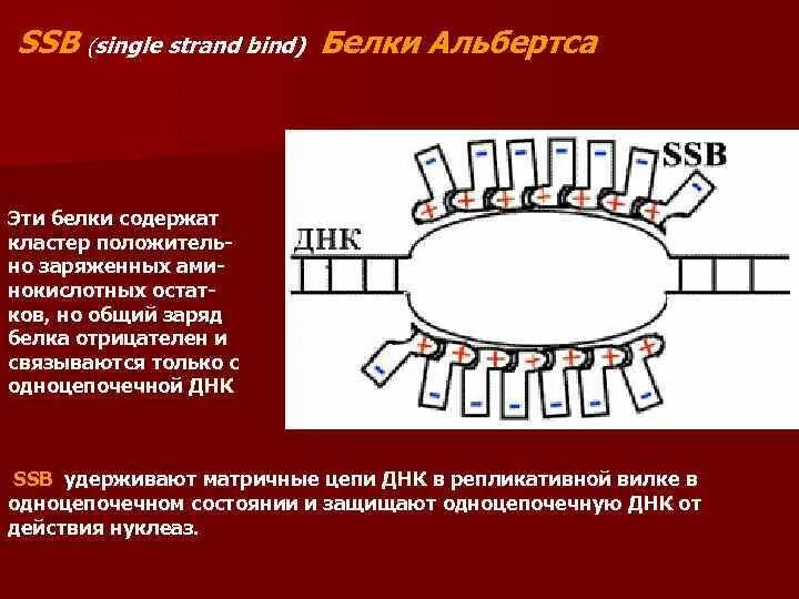 Репликация ДНК SSB белки. SSB белки на ДНК. Белки связывающие одноцепочечную ДНК. SSB белки прокариот.